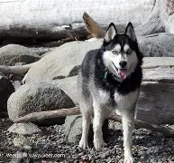 赫拉尔基正通过赫拉尔基，重上升级榜首